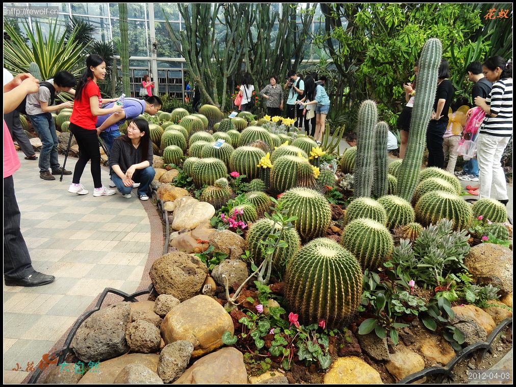 仙人球