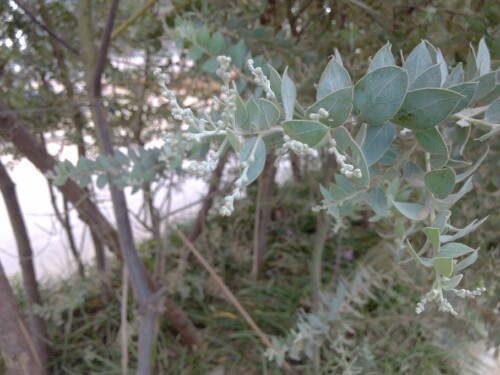 IMG20130417083658.jpg