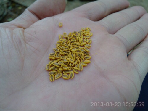 IMG20130417125533.jpg