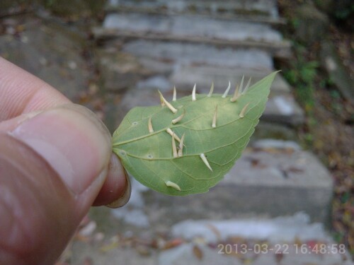 IMG20130417132347.jpg