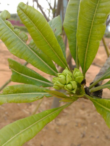 IMG20130417170348.jpg