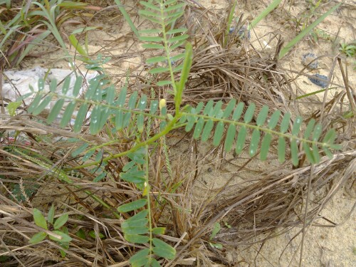 IMG20130419071016.jpg