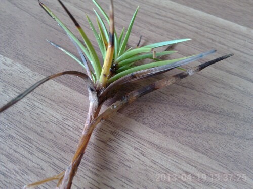 IMG20130420062757.jpg