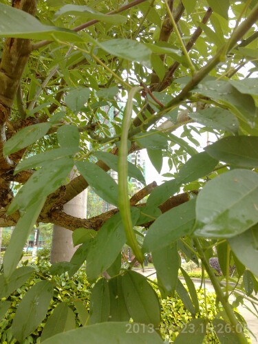 IMG20130425211446.jpg