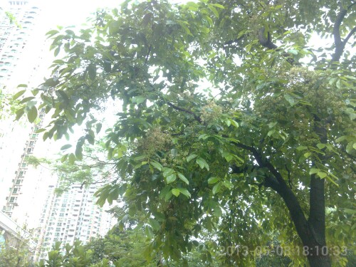 IMG20130509063216.jpg