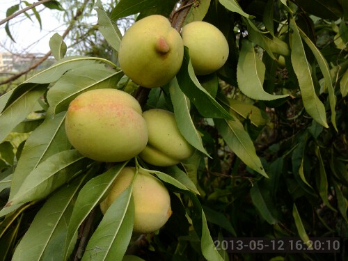 IMG20130512200304.jpg