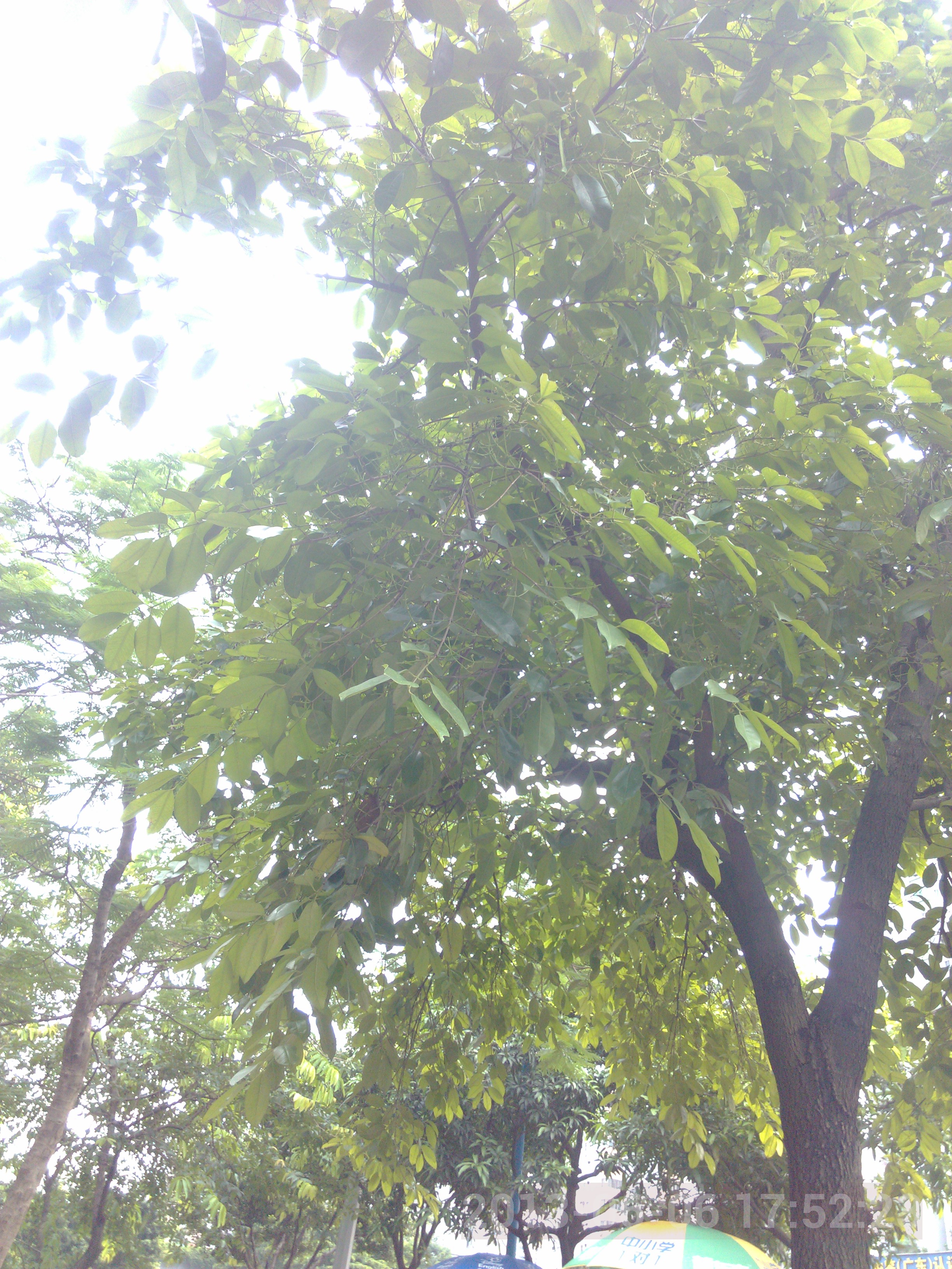 IMG_20130606_175223.jpg