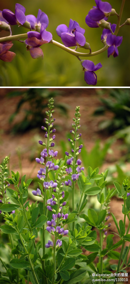 澳洲野靛花，蓝花靛（澳洲蓝豆）.jpg