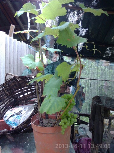 IMG20130614003556.jpg