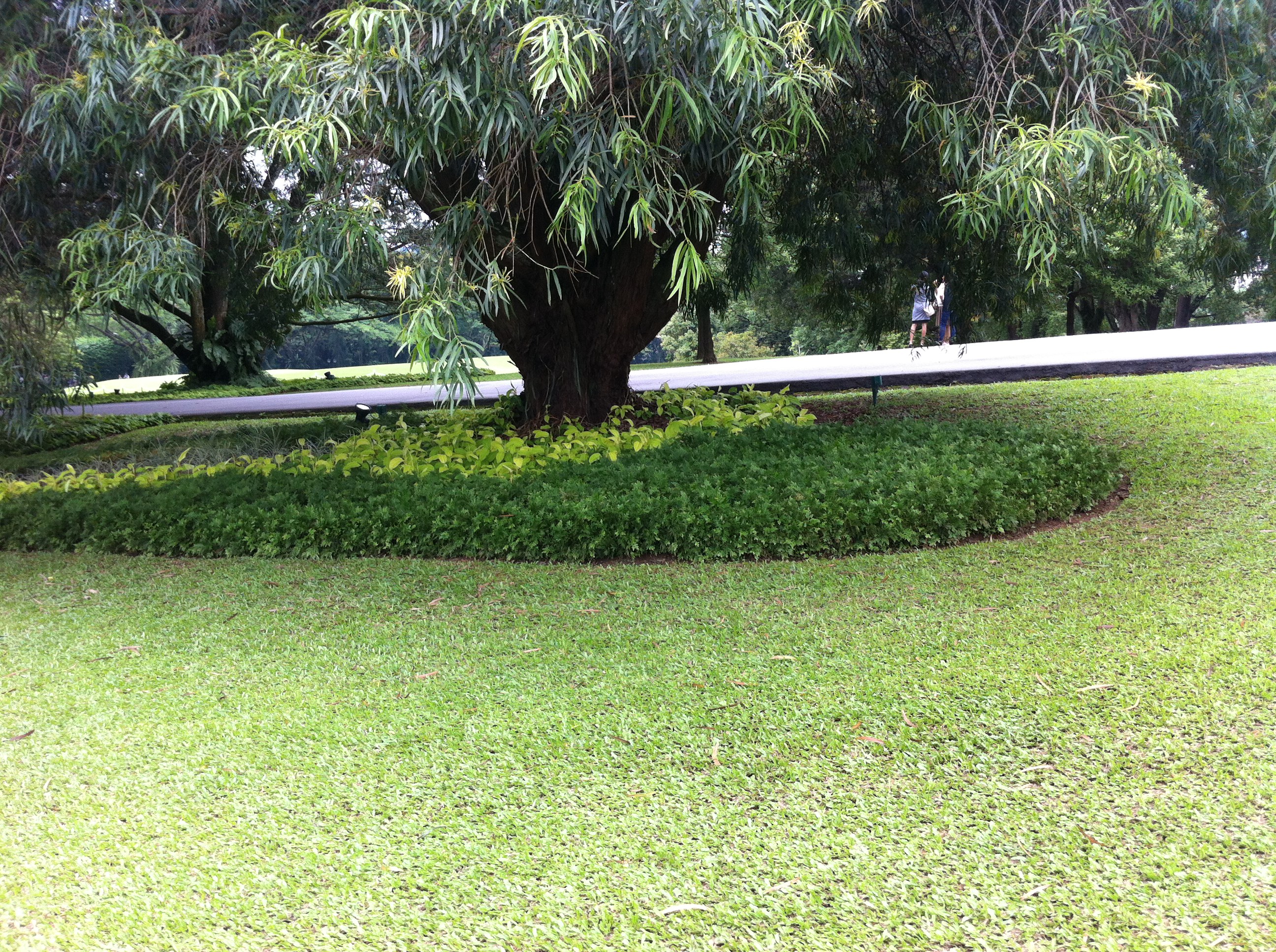 新加坡总统府绿地