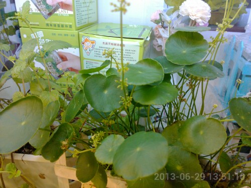 IMG20130629145105.jpg