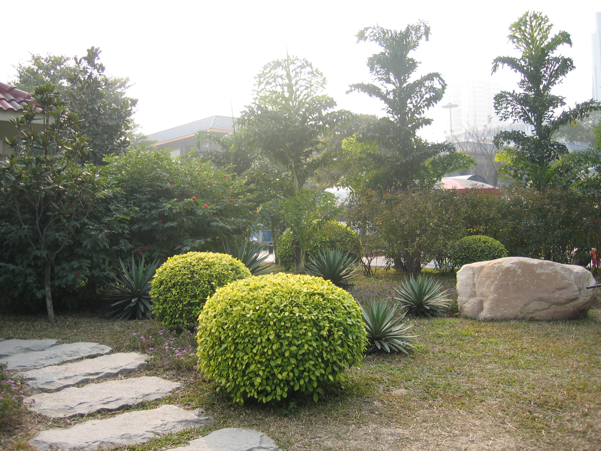 路边丝兰/荷花玉兰/鱼尾葵/紫薇