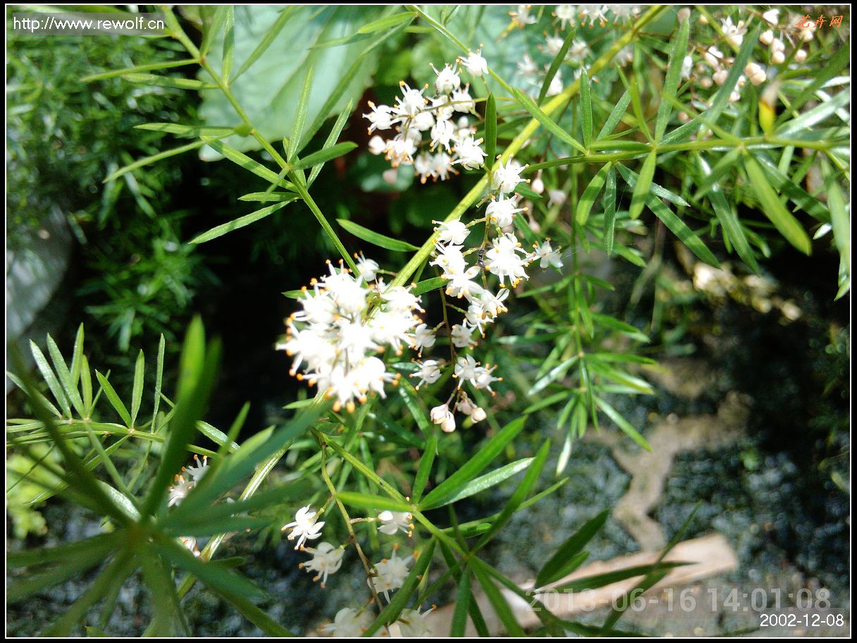 天门冬的白花