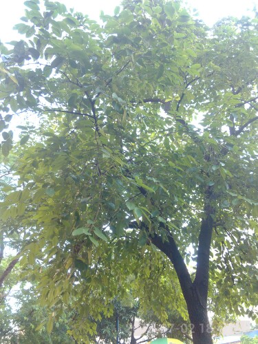 IMG20130705000538.jpg