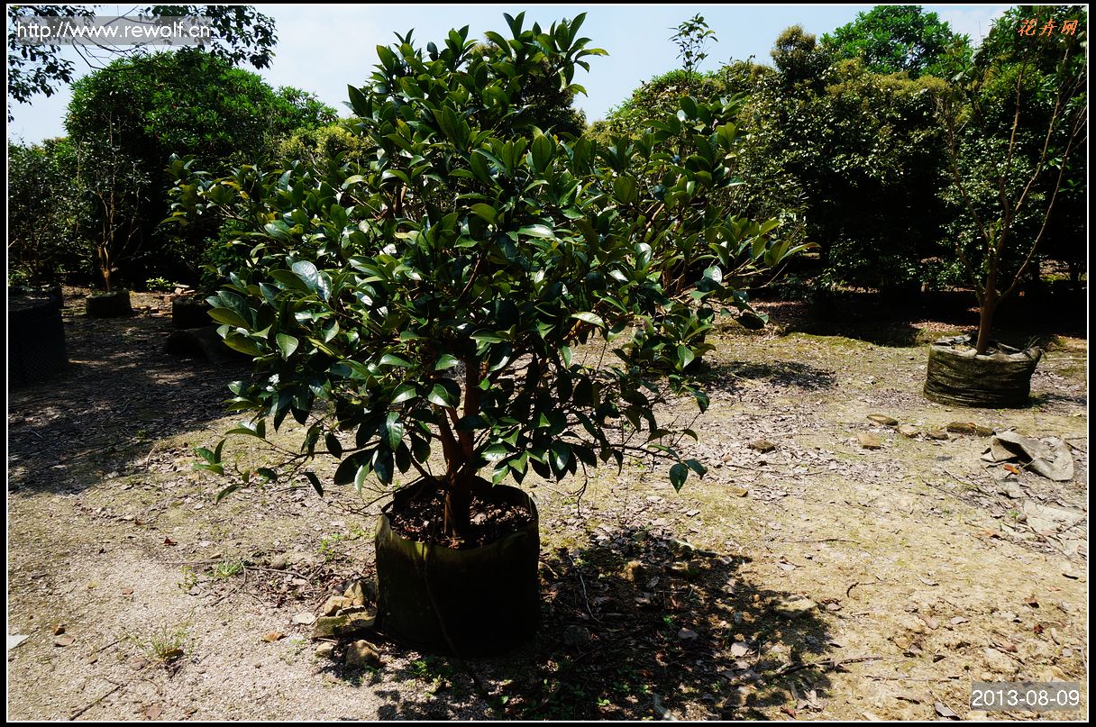 红皮油茶