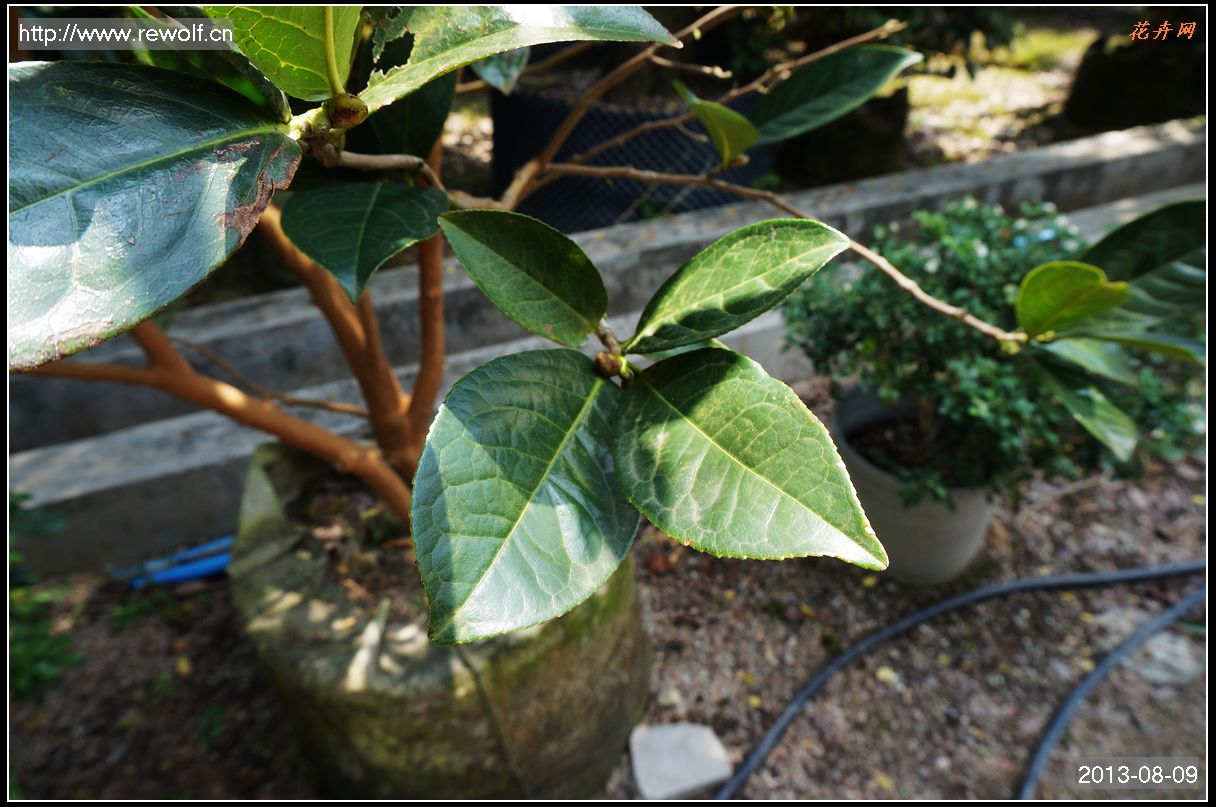 红皮油茶