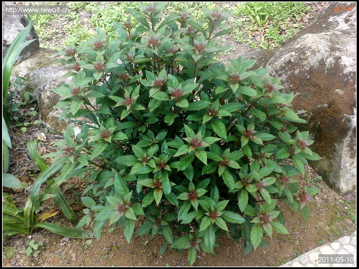 希茉莉