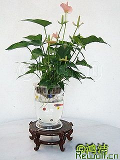 196277713.jpg