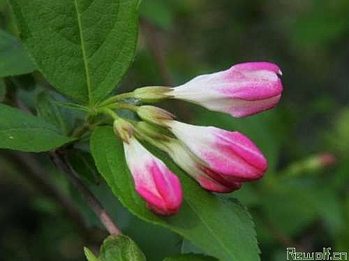 锦带花（色海棠、连萼锦带花、文官花）