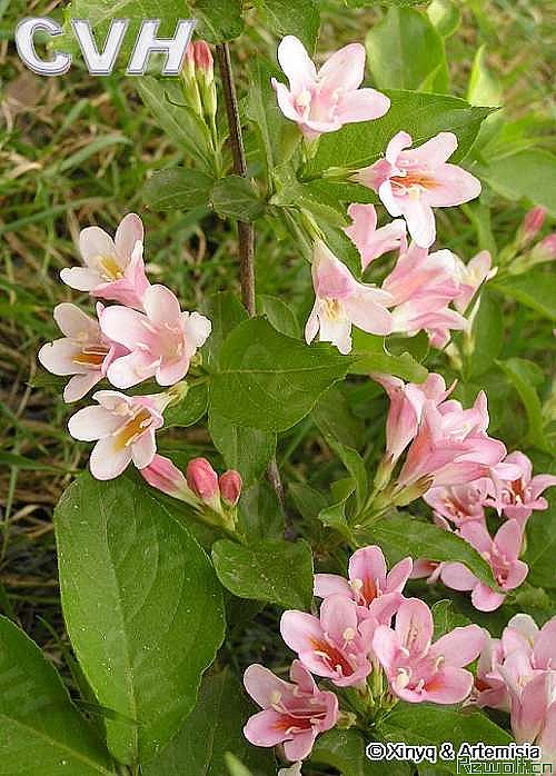 锦带花（色海棠、连萼锦带花、文官花）