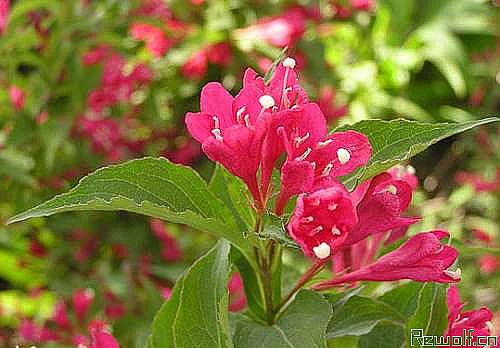 锦带花（色海棠、连萼锦带花、文官花）