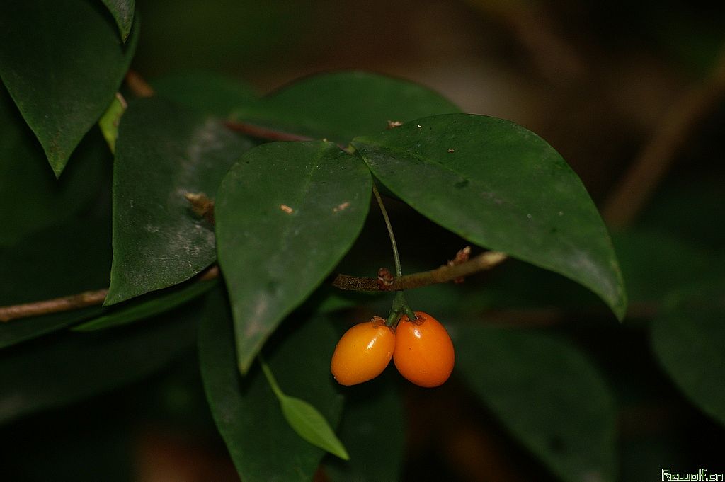 细轴荛花