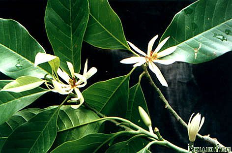 白兰花（白缅花、缅桂、玉兰花）