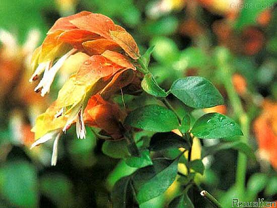 虾衣花(狐尾木、麒麟吐珠、虾衣草)