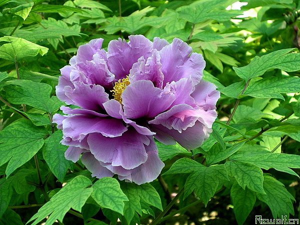 牡丹(富贵花、花中之王、木芍药、洛阳花、谷雨花)
