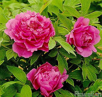 牡丹(富贵花、花中之王、木芍药、洛阳花、谷雨花)