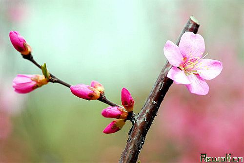 花(楠、机、梅花、春梅、酸梅、红梅、红梅花、干枝梅)