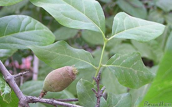 蜡梅(腊梅、蜡木、香木、唐梅、黄梅花、黄金茶)