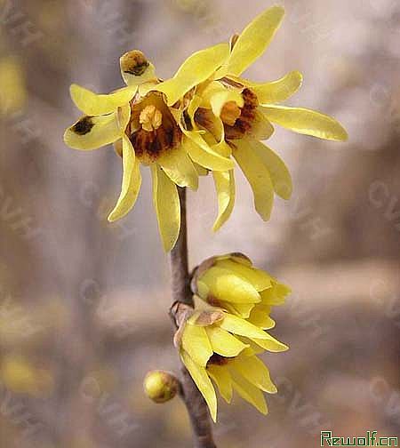 蜡梅(腊梅、蜡木、香木、唐梅、黄梅花、黄金茶)