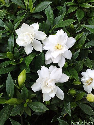 栀子花(栀子、黄栀子、山栀子)