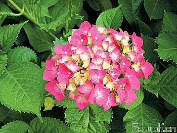 八仙花(绣球花、紫阳花、粉团花)