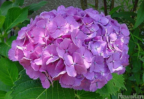 八仙花(绣球花、紫阳花、粉团花)