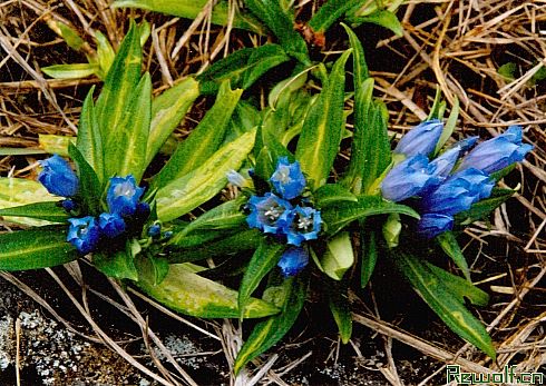 龙胆(龙胆草、观音草)
