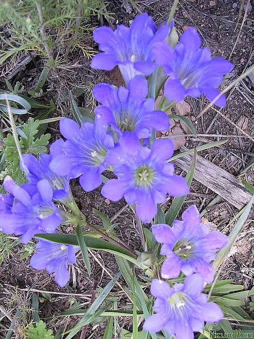 龙胆(龙胆草、观音草)