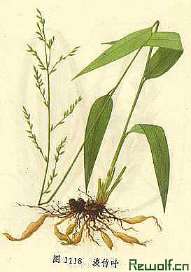 淡竹叶竹麦冬长竹叶山鸡米