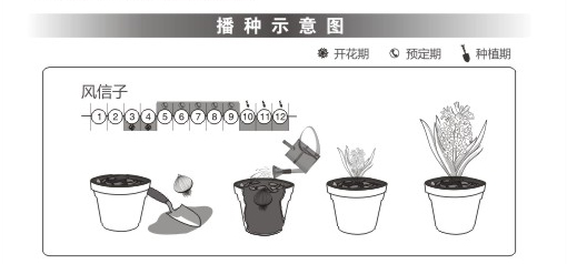 风信子种植指南