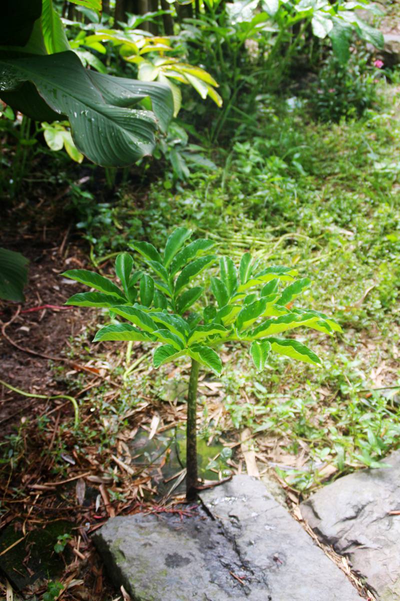 魔芋