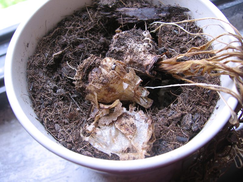 种植实验