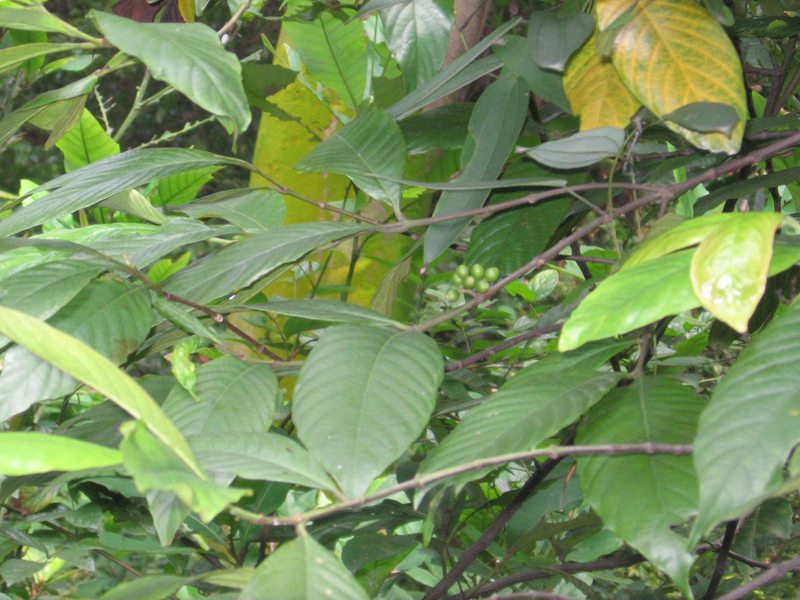 山里的植物