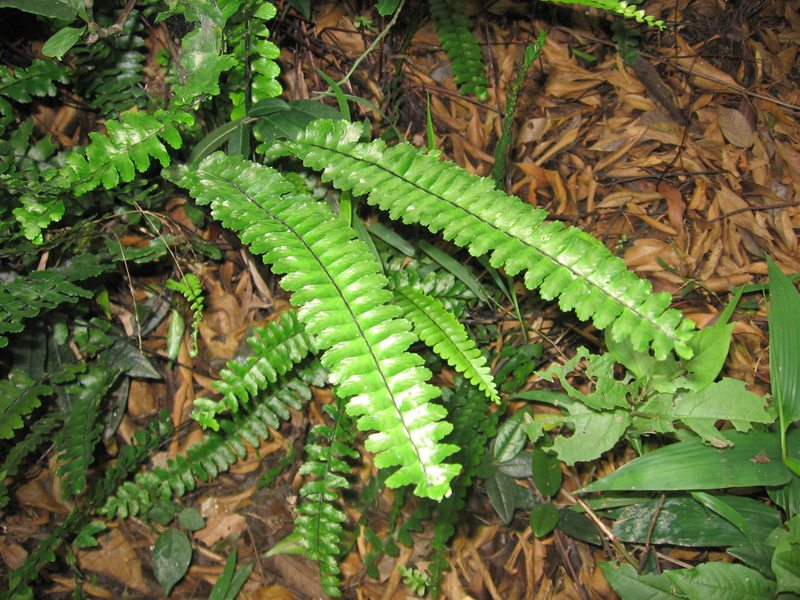 山里的植物