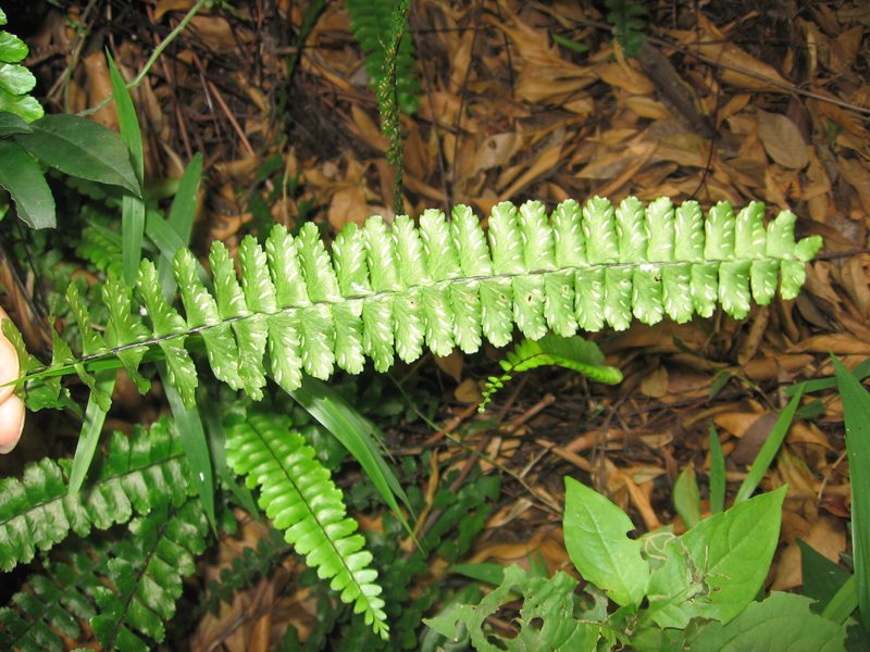 山里的植物