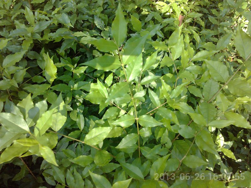 这两种是什么植物？