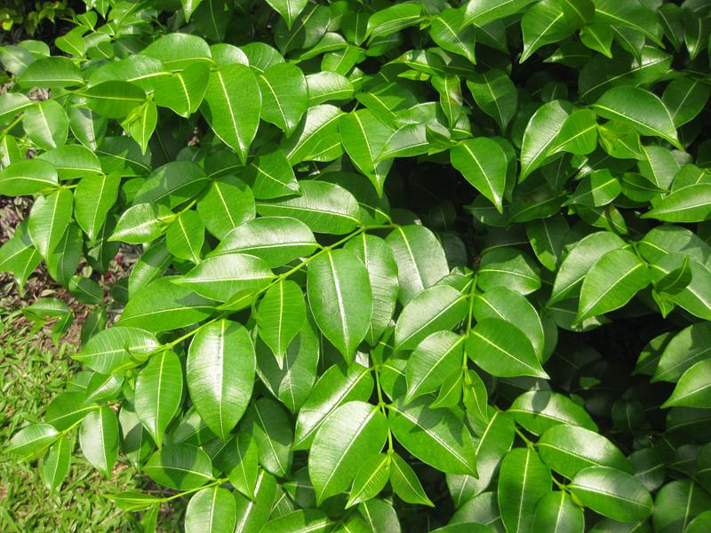 这是什么植物