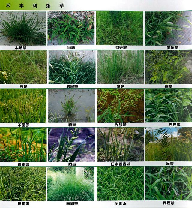 身边的杂草，你认识多少