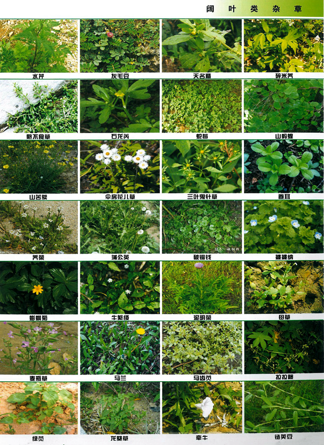 身边的杂草，你认识多少