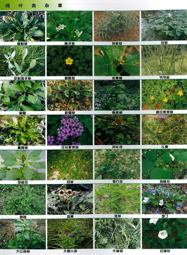 身边的杂草，你认识多少